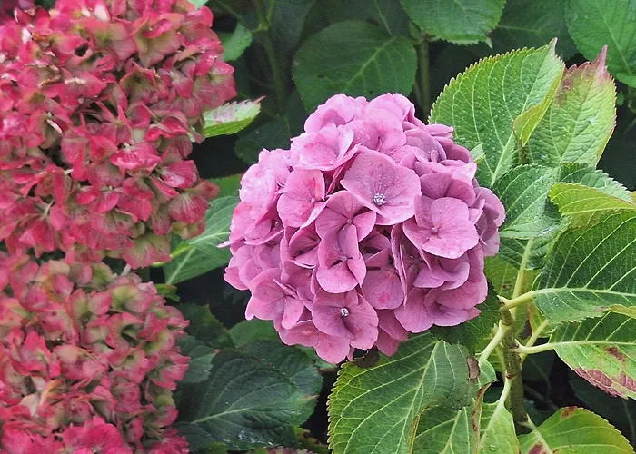 Le Pré Du Buis Bed & Breakfast